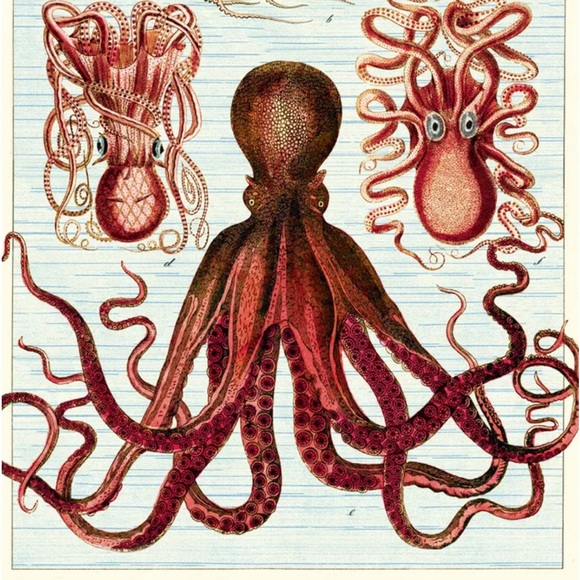 Cavallini & Co. Octopods Vintage Science Chart Octopus Image Poster - NWT - Picture 5 of 9